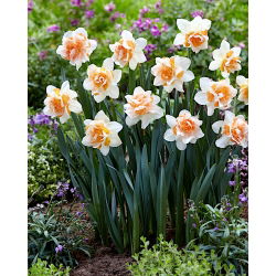 Narcis, narcis 'Replete' - velké balení - 50 ks.