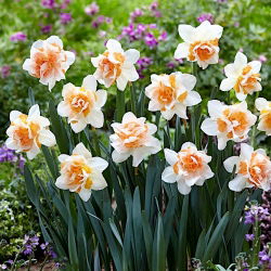 Narcis, narcis 'Replete' - velké balení - 50 ks.