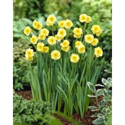 Daffodil, narcissus 'Sun Disc' - large package - 50 pcs