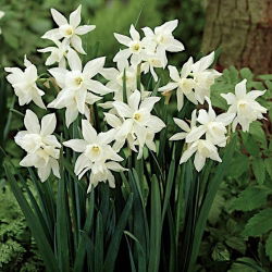 Nartsiss, nartsiss Thalia - suur pakk! - 50 tk - 
