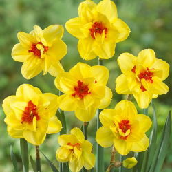 Dvoukvětý narcis, narcis 'Ascot' - velké balení - 50 ks.
