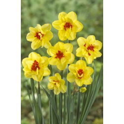 Dvoukvětý narcis, narcis 'Ascot' - velké balení - 50 ks.