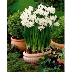 Vianočný narcis, narcis - Paperwhites Ziva - veľké balenie! - 50 ks