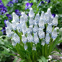 Hroznový hyacint Muscari 'Peppermint' - veľké balenie - 100 ks