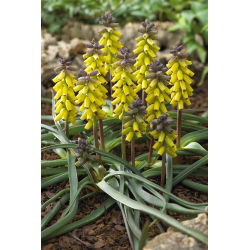 Golden flowered grape hyacinth - Muscari Golden Fragrance - large package! - 30 pcs