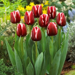 Tulipán 'Armani' - nagy csomag - 50 db.