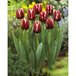 Tulipán 'Armani' - nagy csomag - 50 db.