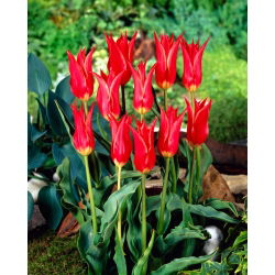 Tulp Aladdin - groot pakket! - 50 stuks - 