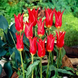 Tulp Aladdin - groot pakket! - 50 stuks - 