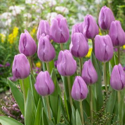 Tulip 'Alibi' - nagy csomag - 50 db.