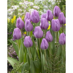 Tulip 'Alibi' - nagy csomag - 50 db.