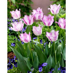 Tulip Aria Card - paket besar! - 50 buah - 
