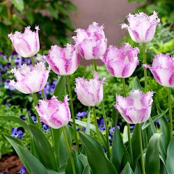 Tulip Aria Card - paket besar! - 50 buah - 