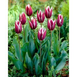 Tulipán 'Chansonette' - nagy csomag - 50 db.