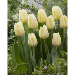 Tulipan 'Živjeli' - veliko pakiranje - 50 kom