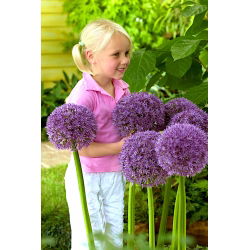 Prydnadslök Round &#39;n Purple - stort paket! - 10 st