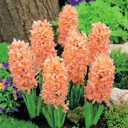 Oranžinis hiacintas - 9 vnt - 
