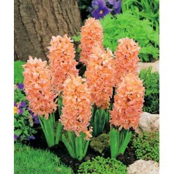 Oranžinis hiacintas - 9 vnt - 