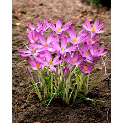 Crocus Roseus - pakej besar! - 100 keping - 