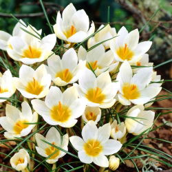 Crocus Snowbunting - pakej besar! - 100 keping - 
