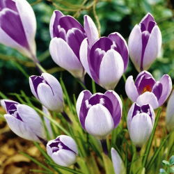 Crocus Vanguard - pakej besar! - 100 keping - 