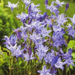 A lança de Ithuriel, Brodiaea - Rainha Fabiola - pacote econômico! - 100 pcs.; triteleia comum, erva