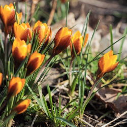 Crocus Zwanenburg Bronze - pakej besar! - 100 keping - 