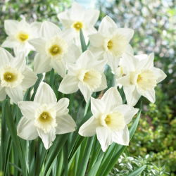 Nartsiss, nartsiss Mount Hood - suur pakk! - 50 tk - 