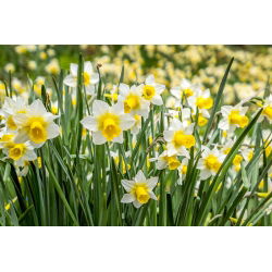 Narciso, narciso Golden Echo - ¡paquete grande! - 50 pcs - 