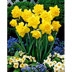 Narciso, narciso 'Dick Wilden' - paquete grande - 50 piezas