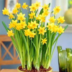 Daffodil, narcissus Tete-a-Tete - large package! - 50 pcs