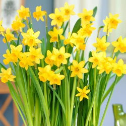 Daffodil, narcissus Tete-a-Tete - large package! - 50 pcs