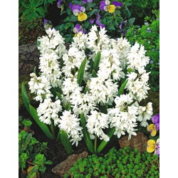 Полосатый кальмар - Puschkinia alba - большая упаковка - 100 шт .; Ливанский кальмар - 