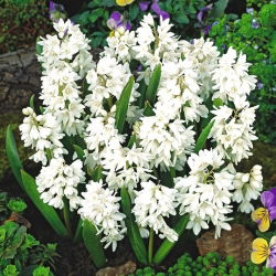 Полосатый кальмар - Puschkinia alba - большая упаковка - 100 шт .; Ливанский кальмар - 