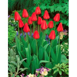 Tulip Apeldoorn - pakej besar! - 50 keping - 