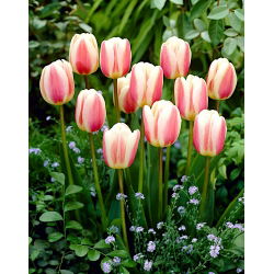 Tulip Beau Monde - velké balení! - 50 ks - 