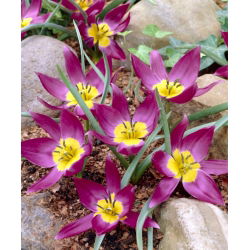Tulip botani - Bintang Timur - paket besar! - 50 buah - 