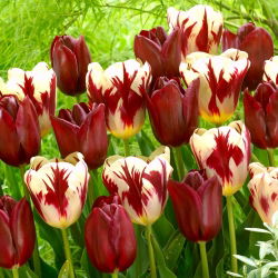 Set od 2 sorte tulipana 'Grand Perfection' + 'National Velvet' - 50 kom