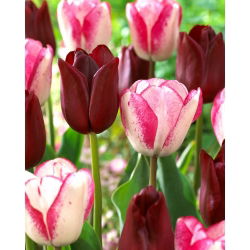 Komplet od 2 sorte tulipana 'Playgirl' + 'National Velvet' - 50 kom