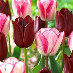 Lot de 2 varietes de tulipes 'Playgirl' + 'National Velvet' - 50 pcs