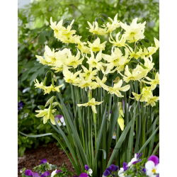 Nartsiss, nartsiss 'Exotic Mystery' - suur pakk - 50 tk