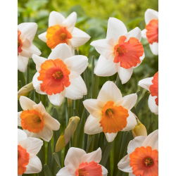 Narcis, narcis Chromacolor - veľké balenie! - 50 ks