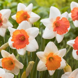 Narcis, narcis Chromacolor - veľké balenie! - 50 ks
