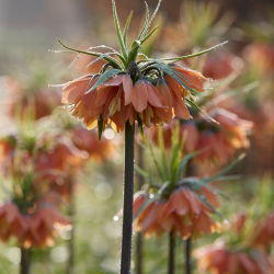 Crown Imperial - Brahms - veľké balenie! - 10 ks; cisárska fritillary, Kaiserova koruna