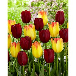 2 db. tulipánfajta készlet „Suncatcher” + „National Velvet” - 50 db.