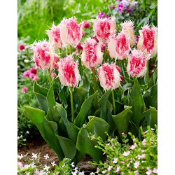 Tulip Drakensteyn - 5 buah - 