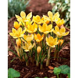 Crocus Romance - pakend 10 tk
