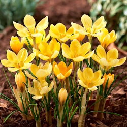 Crocus Romance - pakend 10 tk