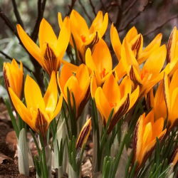 Crocus kain-emas, Crocus angustifolius - pakej besar! - 100 keping - 