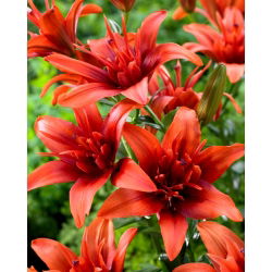 Lily Asiatik Double - Twin Merah - Lilium Asiatic Red Twin